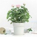 Inteligentna doniczka Xiaomi Mi Smart Flowerpot Plant Pot HHCC RoPot Digital Plants