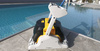 Robot odkurzacz basenowy Dolphin Supreme M5
